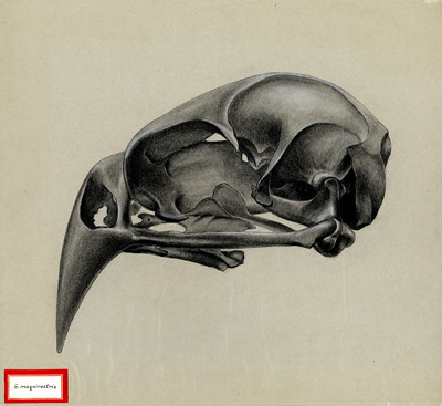 G maqnirostris skull. 1961.