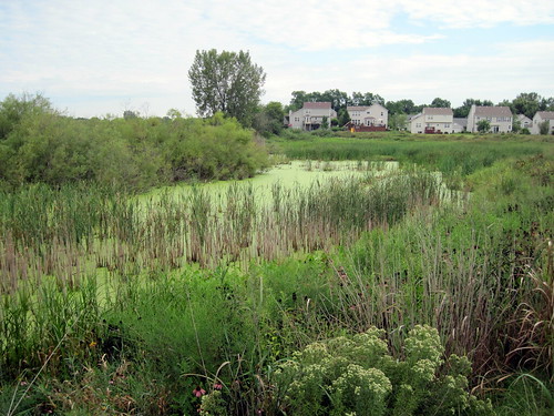 Wetlands at Jones Meadow Park 20100817