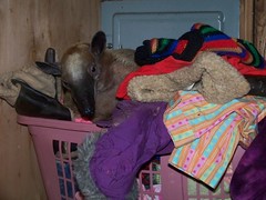 Mandua in the pet clothes basket