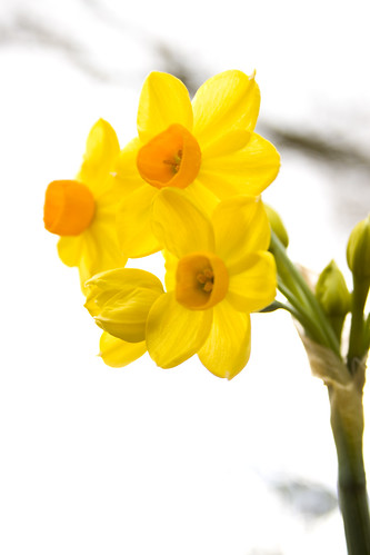 Daffodils_02