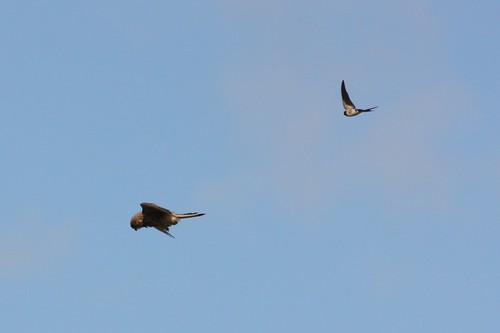 A hovering falcon with a swift bouncing into shot