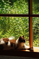 Kitter in the window