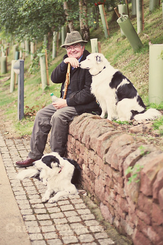 Man and Sheepdogs