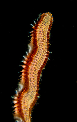 Lined Fireworm (Pherecardia striata)