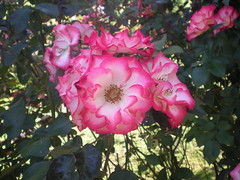 My favorite rose in the Garden!