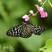 [Malaysia] - KL Butterfly Park