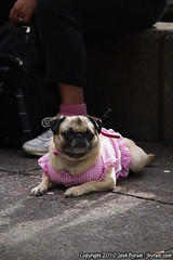 20100821-Pug in Dis Dress
