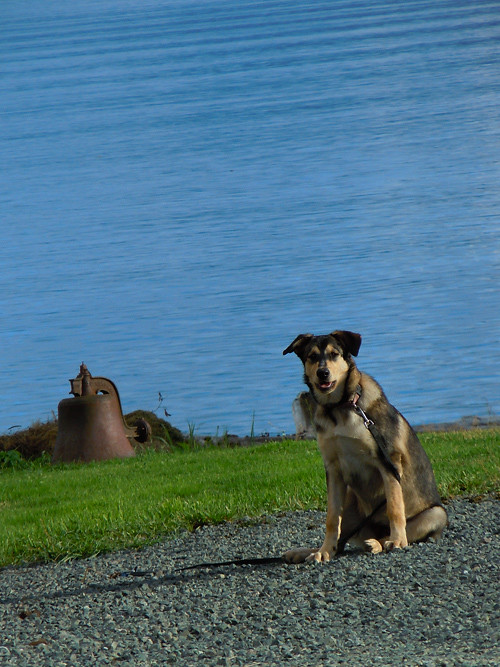 local dog and bell, Kasaan, Alaska
