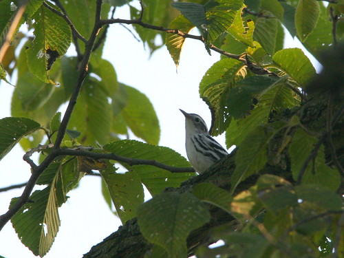 Black-and-White Warbler 2-20100831