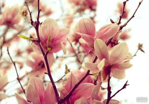 Lovely Magnolias