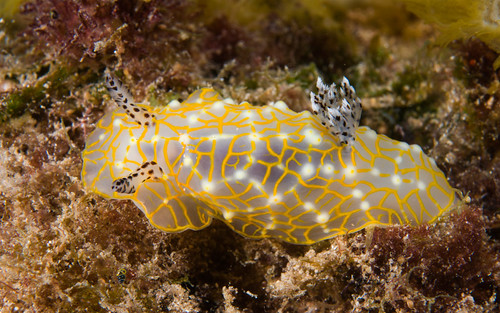 Gold Lace Nudibranch