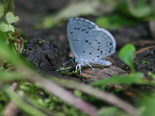 Summer Azure butterfly 20100629