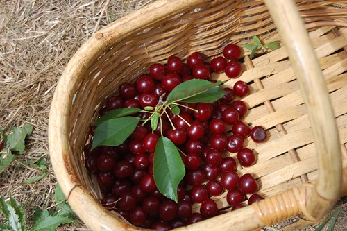 sour cherry picking