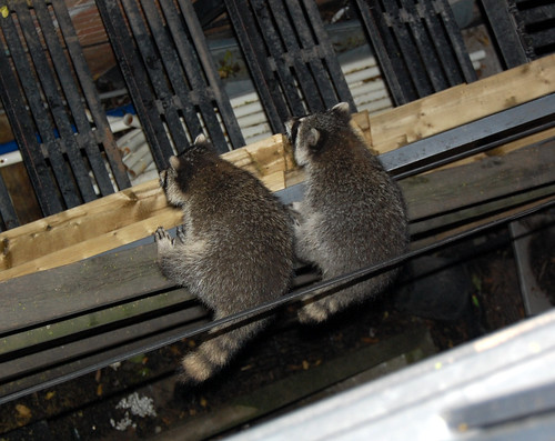 Raccoons at Augusta Avenue (4)