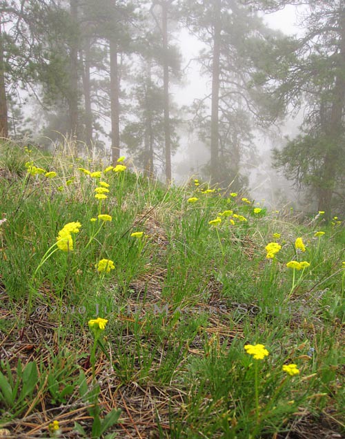 Yellow flower covered hillside with pines in fog.