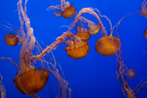 Jellies at Monterey Bay Aquarium