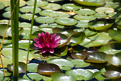 Water lily horiz.