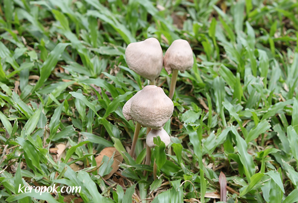 mushrooms, i wonder if it can be eaten...