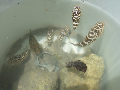 A bucket of puffefish