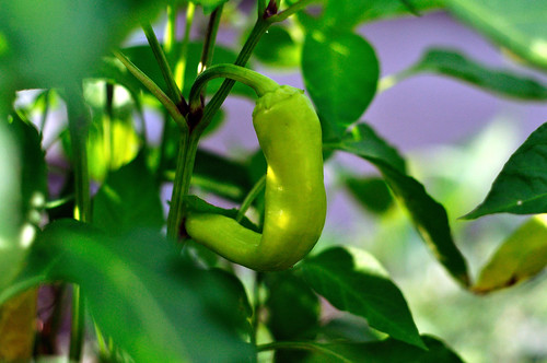Peppers!