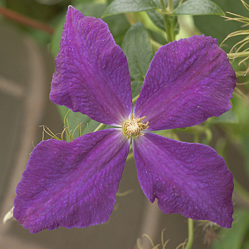 Missouri Botanical Garden (Shaw's Garden), in Saint Louis, Missouri, USA - purple flower