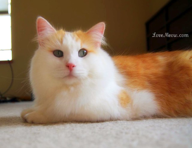 cute ginger and white cat