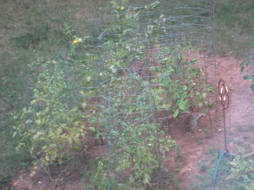 Peter Rabbit chillaxin in my garden