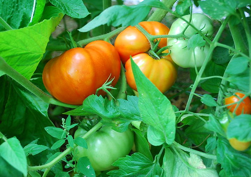 Ripening Brandywine Tomatoes