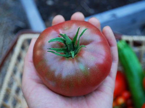 Ripe Cherokee Purple Tomato