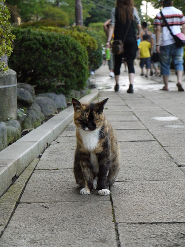 猫＠藤沢市