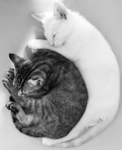 フリー写真素材|動物|哺乳類|ネコ科|猫・ネコ|子猫・小猫|寝顔・寝ている|