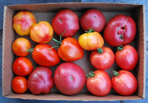 Mid August Tomato Harvest 2