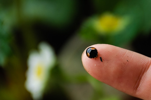 Tinny ladybug