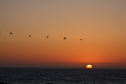 Pelicans in sunset