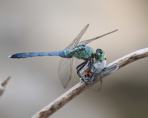 dragonfly28