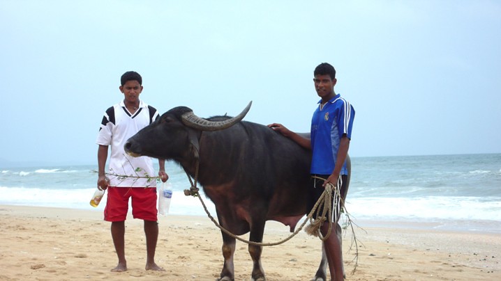 Paseadores de búfalos en la playa de Benaulim, Goa