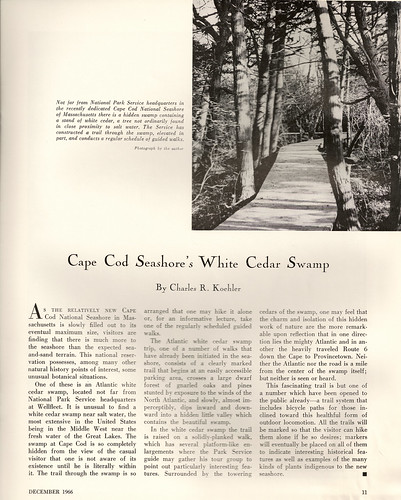 Cape Cod Cedar Swamp article
