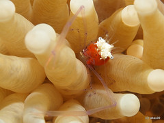 Korore anemone shrimp - Satonda Island, Indonesia