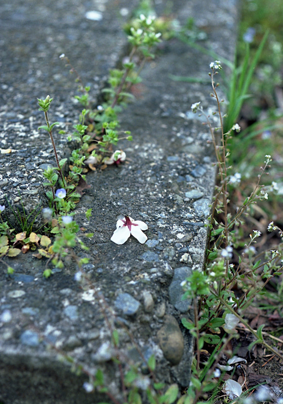 阿佐ヶ谷住宅の桜2009