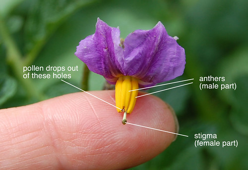 Anatomy of a potato flower