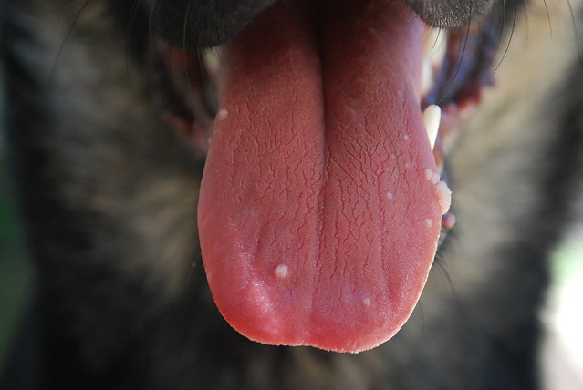 Tongue my bubble under Oral mucous