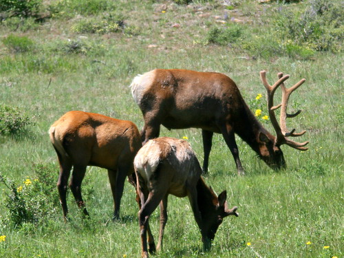 Three bull elk 20100615