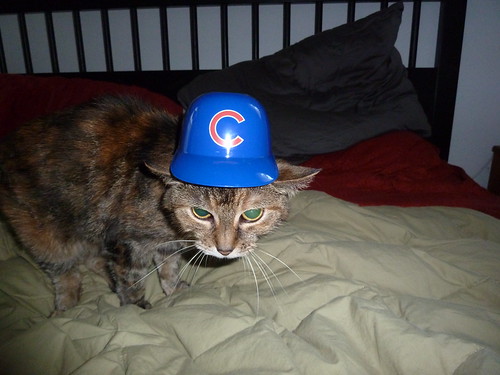 Latte loooves the Cubs