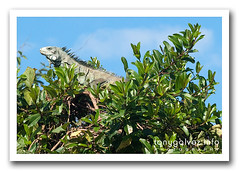 iguana, Pantanal, Brazil
