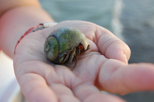 A sizeable hermit crab