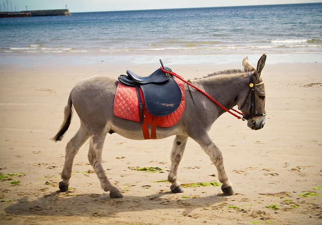 040710_ Donkey on the beach