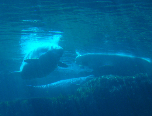 Vancouver Aquarium - Beluga Whales (6)