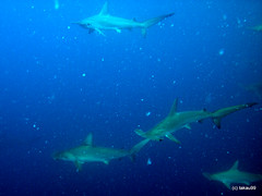 Hammerhead Shark, Mikomoto Japan