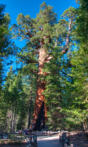 Sequoia National Park 15