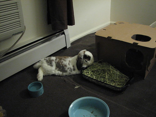 betsy with her chin in the hay bowl